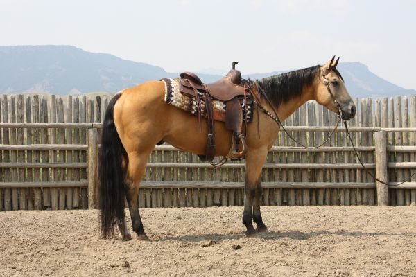 Rope horse