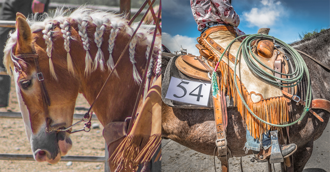 horse sale, horse for sale, Cody, Cody Wyoming, horse auction