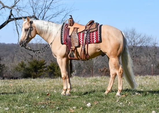 high selling, cody horse sale, irma hotel, Mother's Day, horse sale, palomino