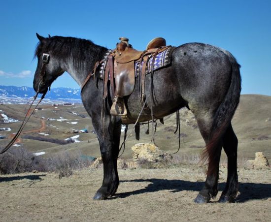 Second High Seller, Cody Horse Sale, $58,000