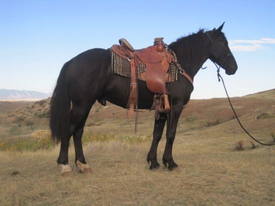 Draft Cross,Cody Horse Sale,Jeff Tit,Wyoming Horses